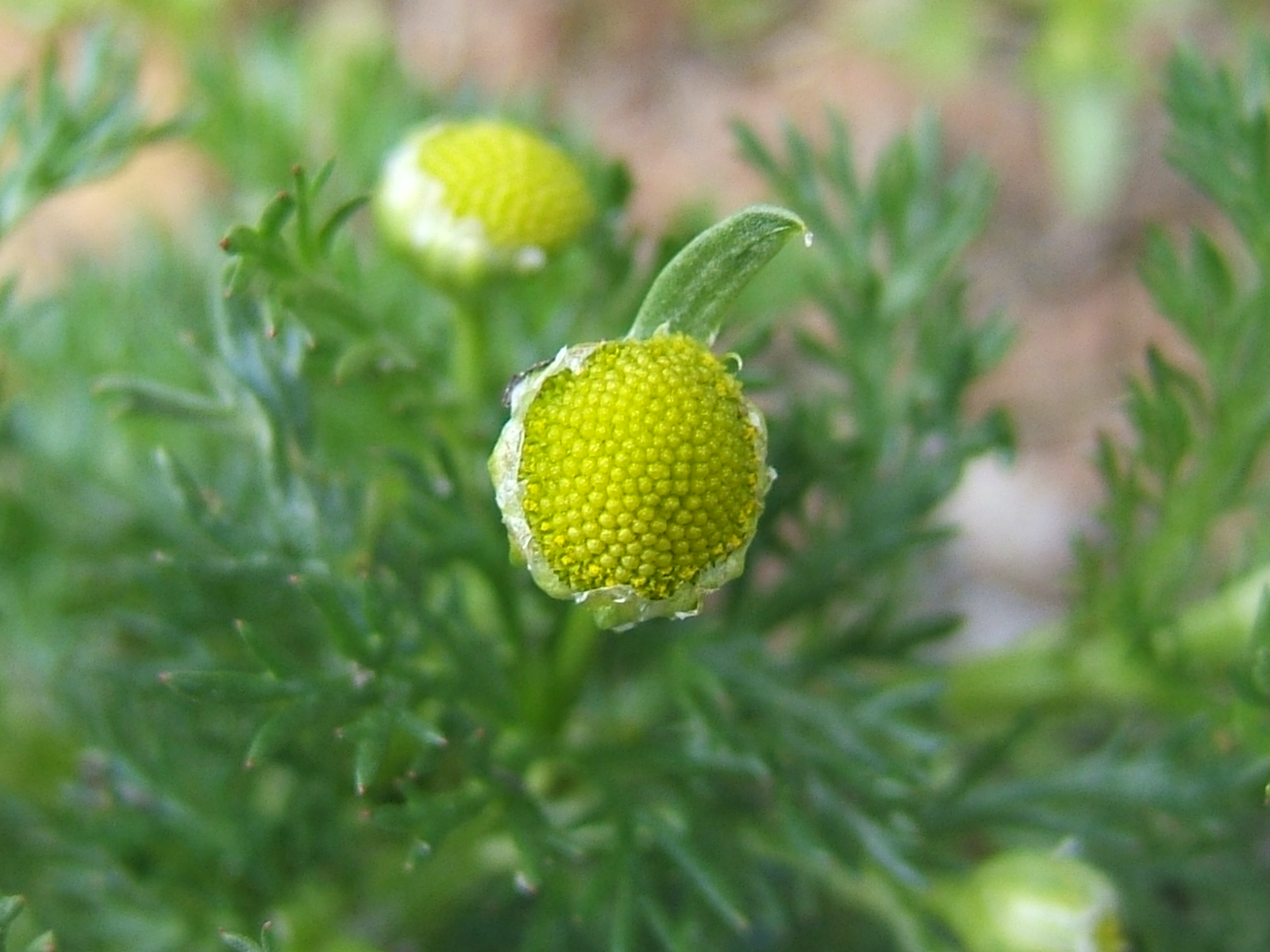Matricaria discoidea